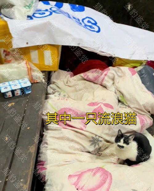 娱乐吃瓜酱不叠被子